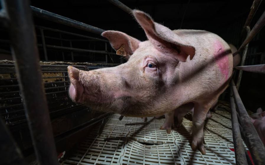 Knowledgebase Farrowing Crates Farm Transparency Project